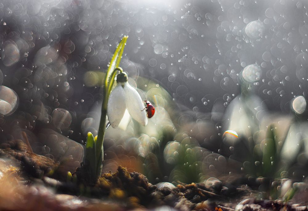 Фотография автора Dolli Pogrebnaya