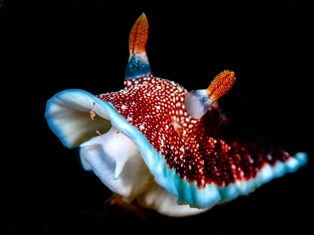 Nudibranch
