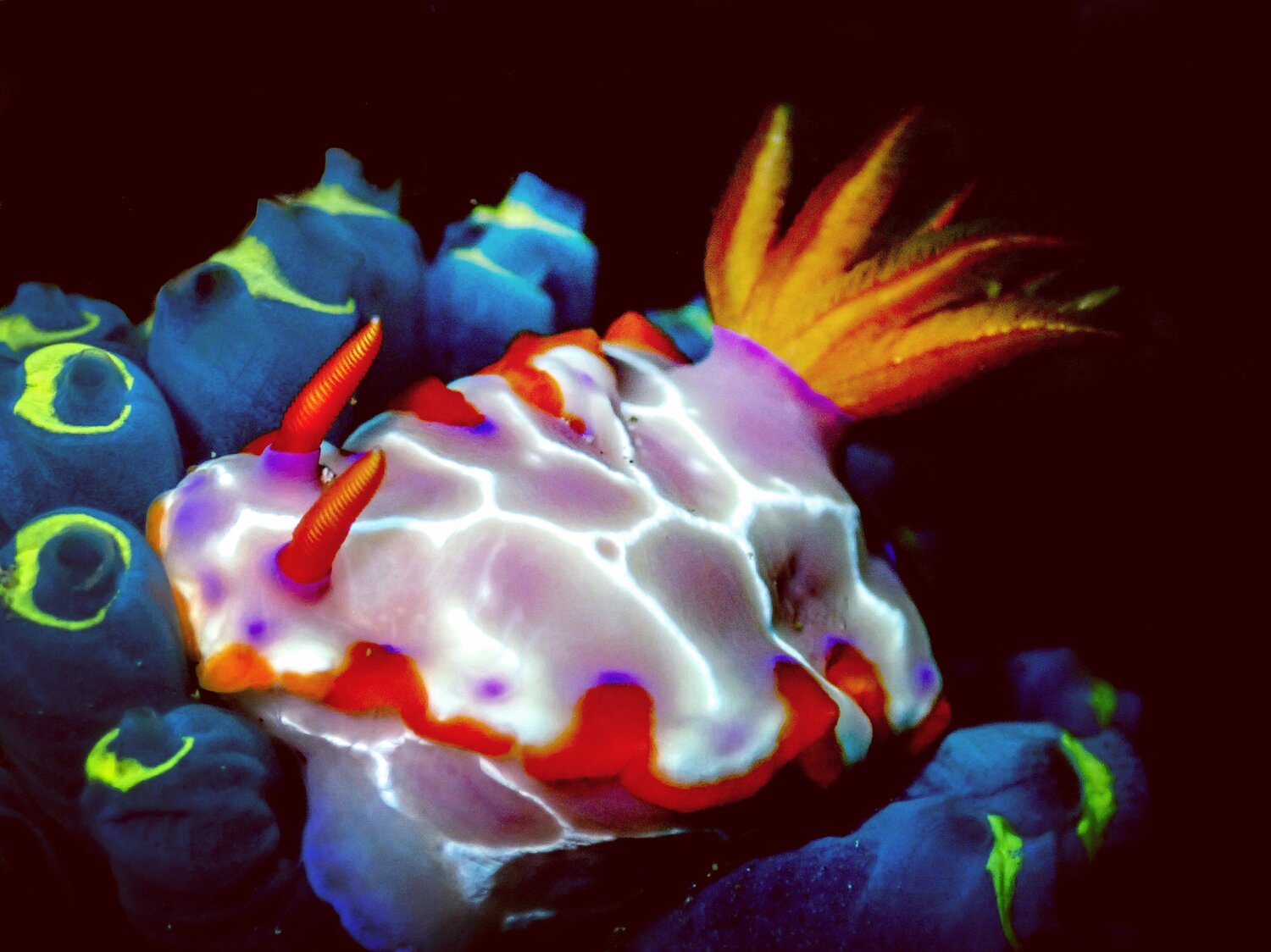 Nudibranch