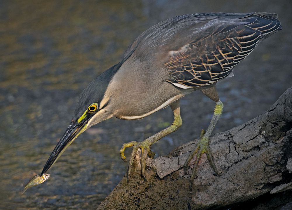 Photograph by Shibram Nag