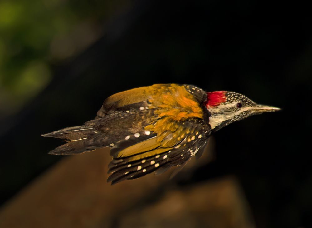 Photograph by Shibram Nag