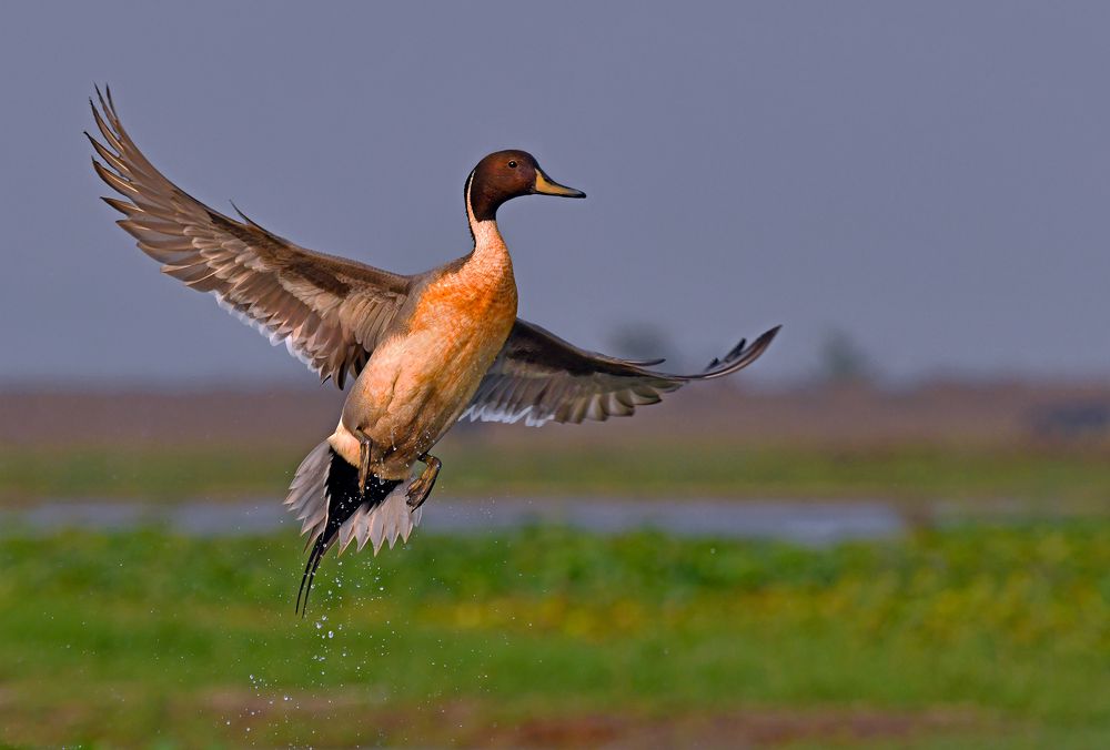 Photograph by Shibram Nag