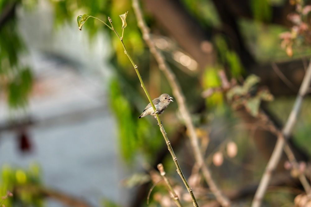 Photograph by Sameer Sharma