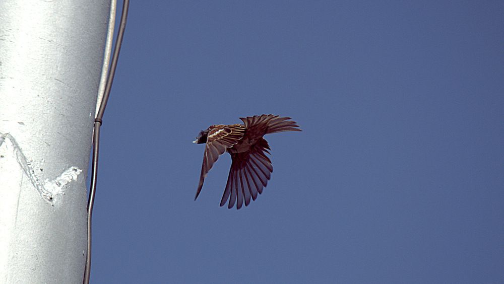 Воробей после битвы... / Sparrow after the battle...