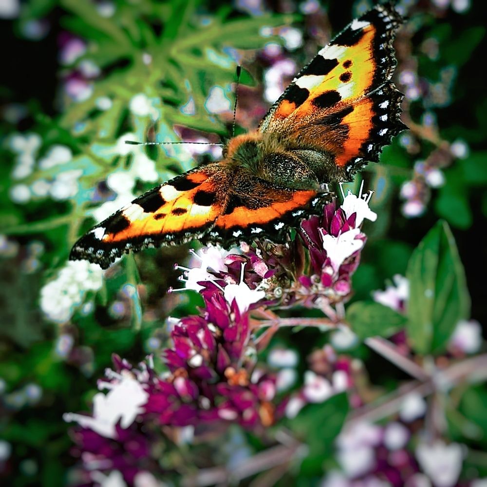 Photograph by Дина Чаица