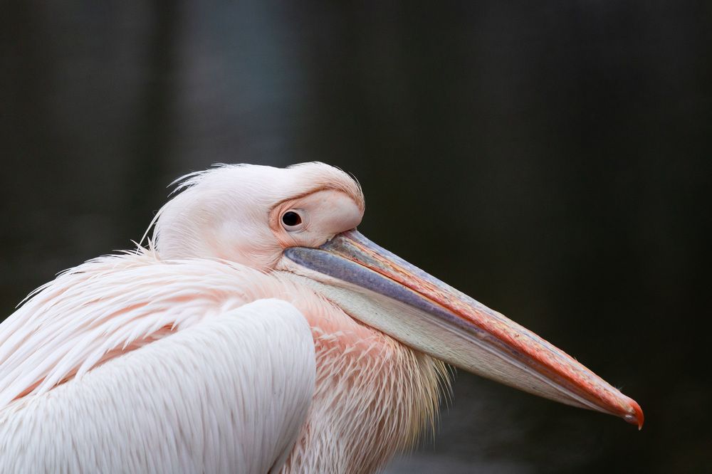 Photograph by Маргарита Таценко