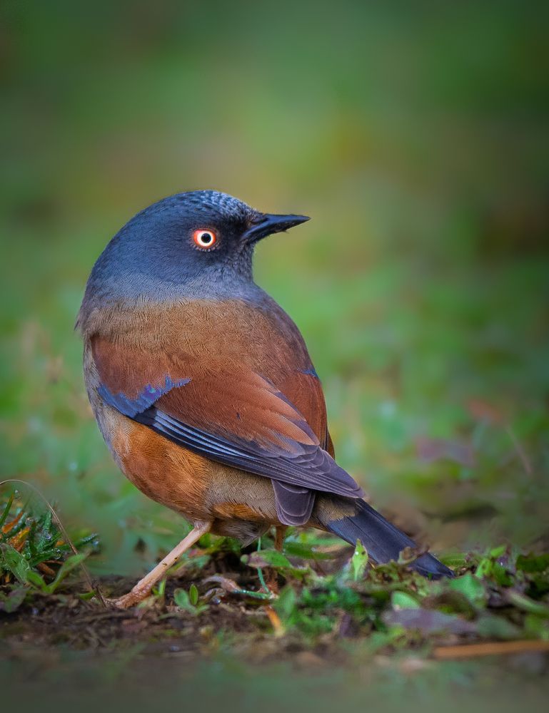 Photograph by Soumendu Das