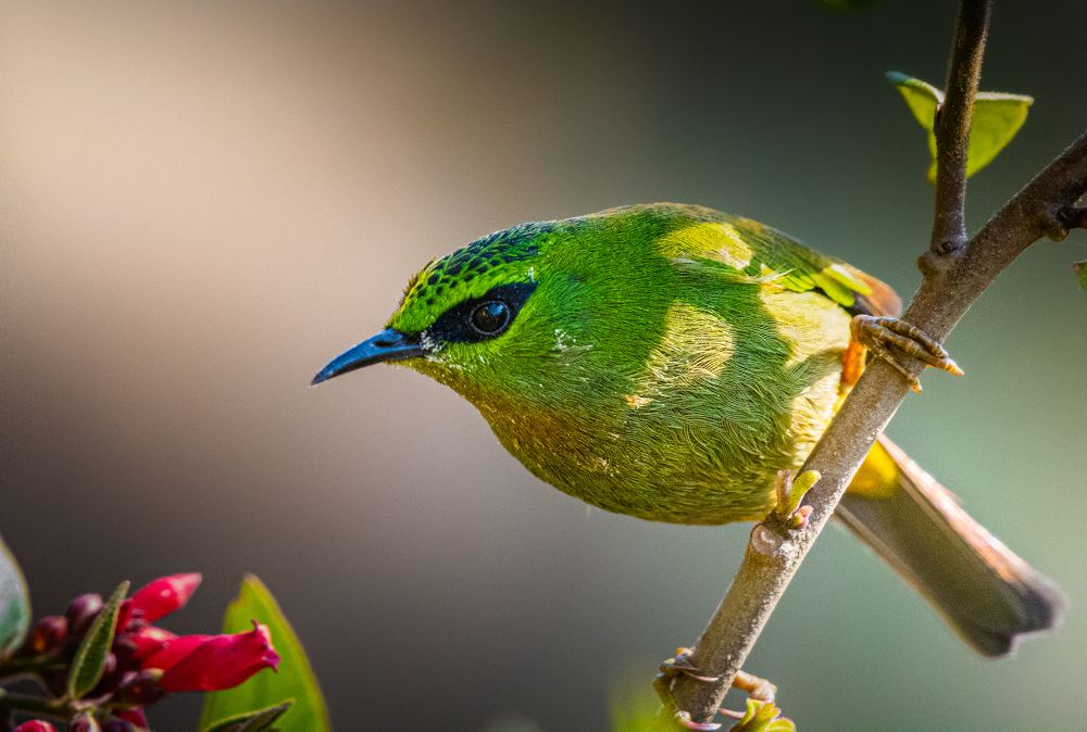 Photograph by Soumendu Das