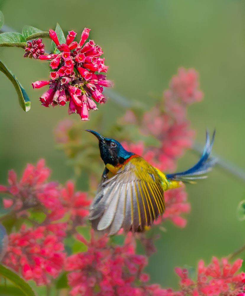Photograph by Soumendu Das
