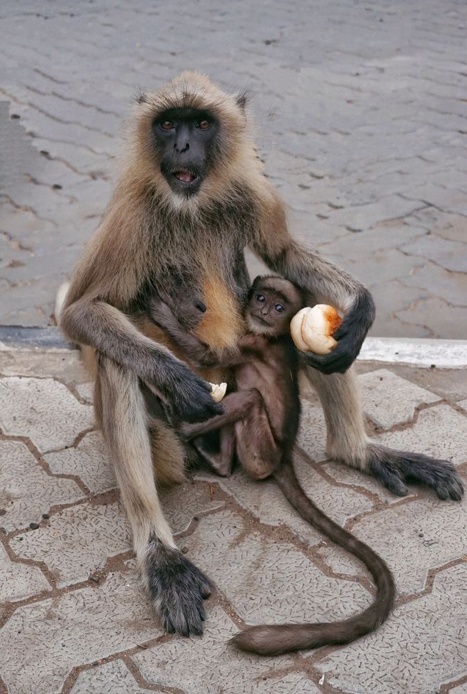 Photograph by Manish (Valmie) Joshi