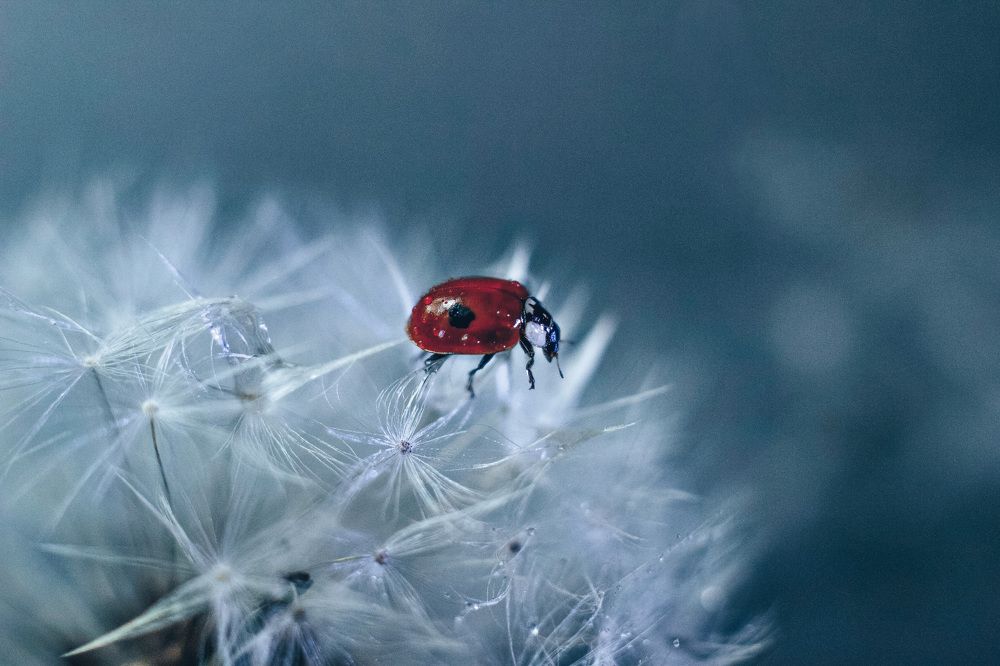 Photograph by Татьяна Гринько