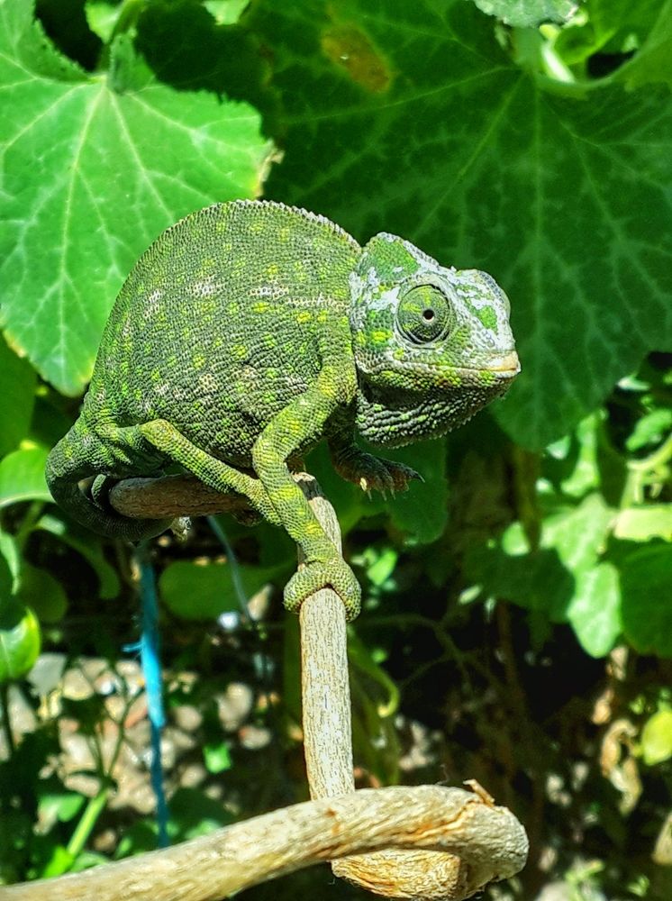 Фотография автора Yacine Meksi