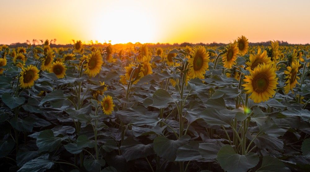 Photograph by Алина Коханова