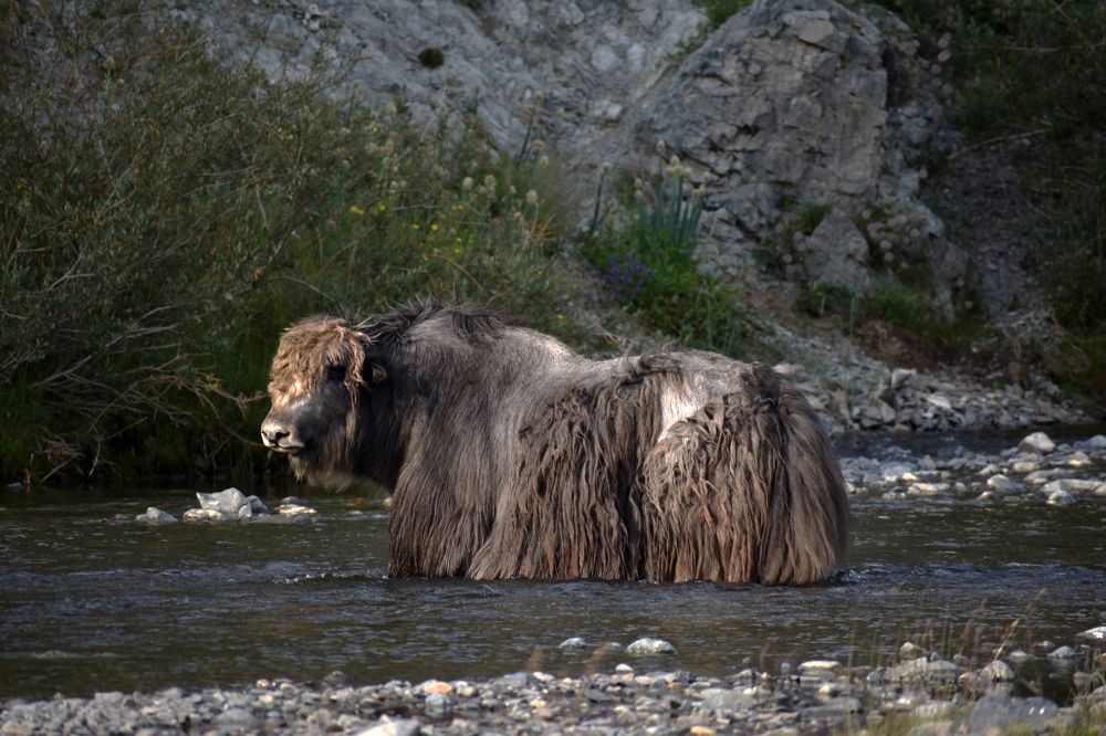 Mongolian yak bull