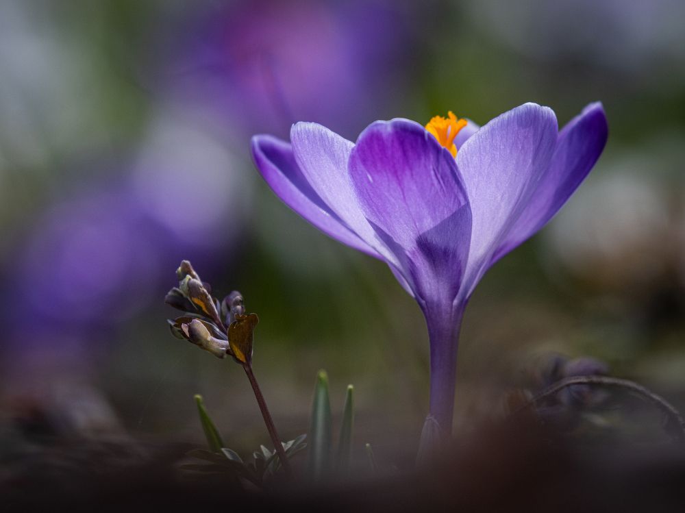 Crocus