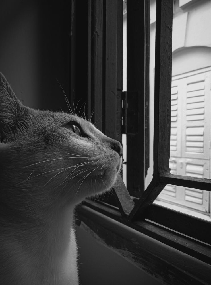 Photo #6047404