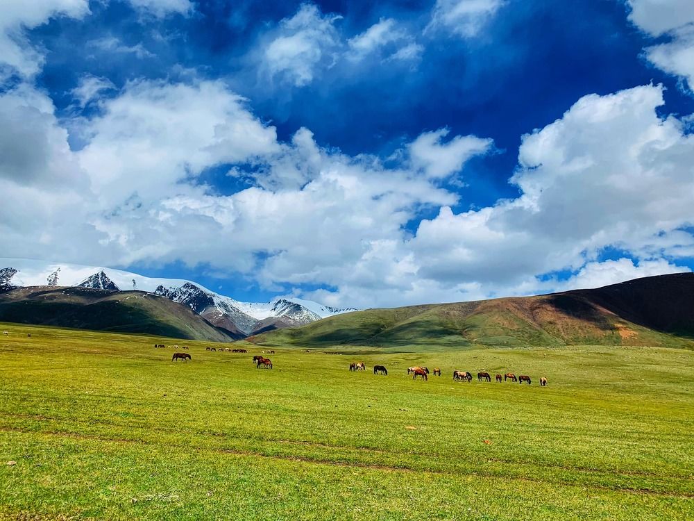 Mongolian Countryside