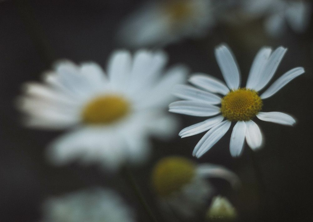 Photograph by Александр Гончаренко