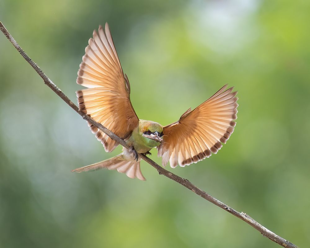 Bee Eater with a catch