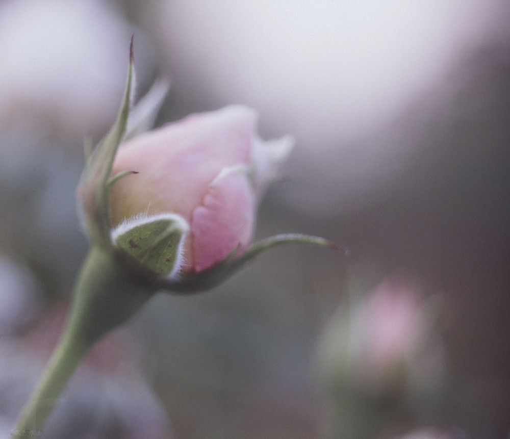 Photograph by Александр Гончаренко