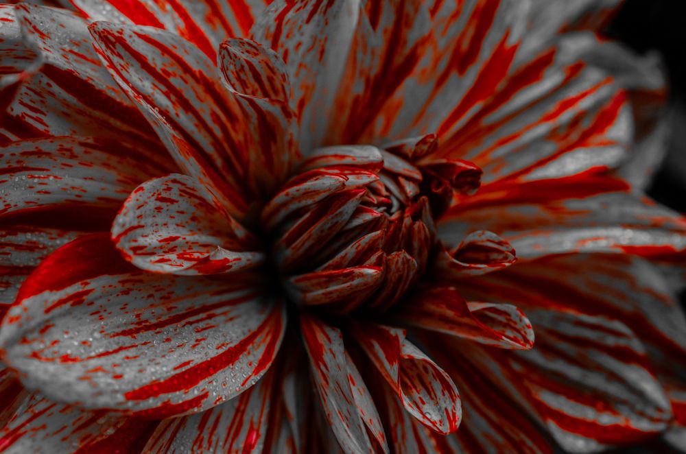 Фотография автора Stefan Alfred