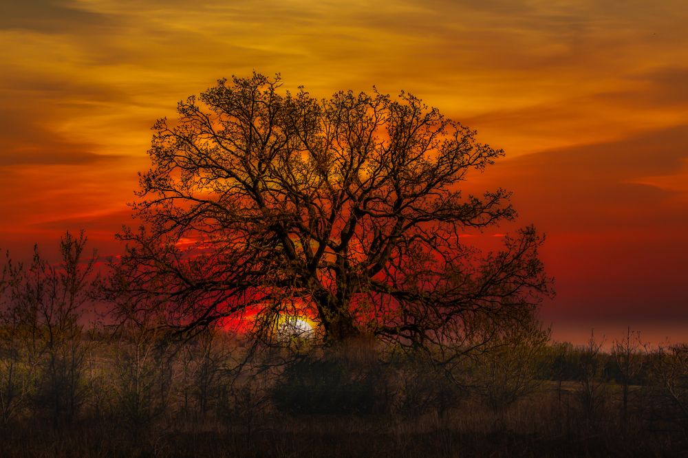Дерево в огне