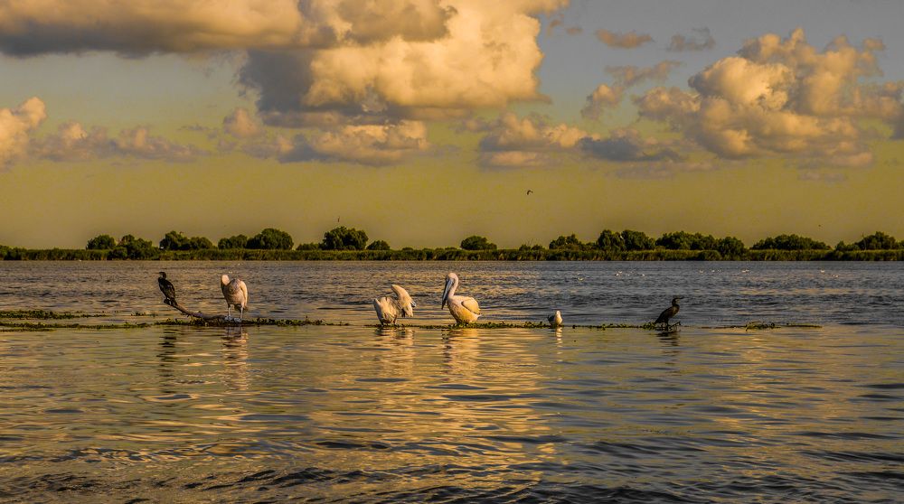 Danube Delta