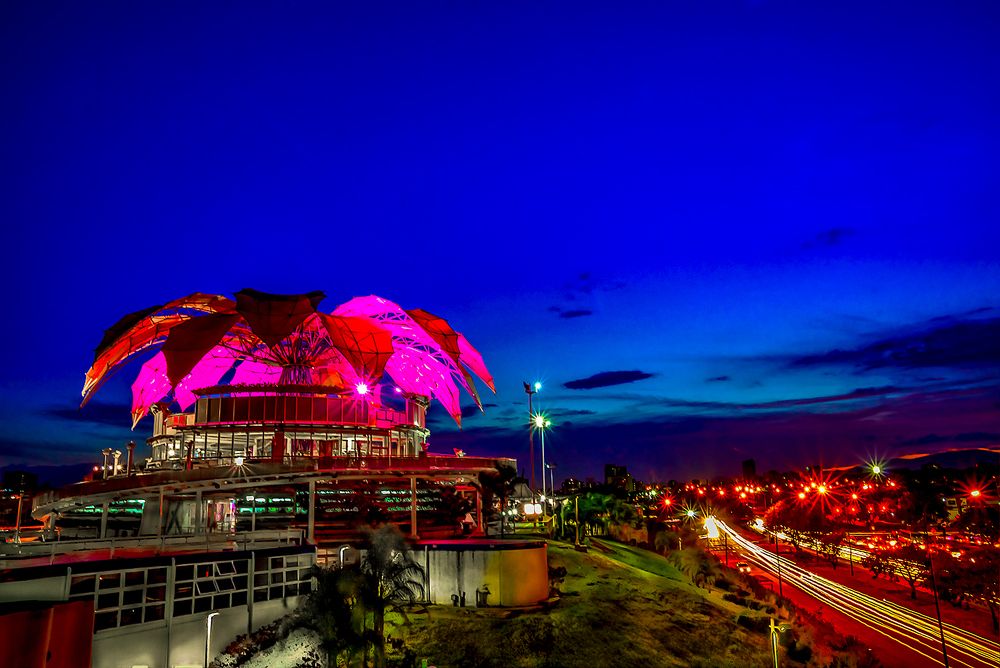Flor de Venezuela de noche