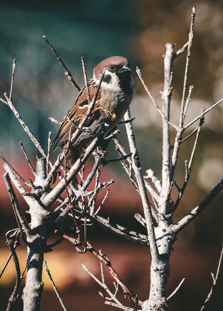 Фотография автора ben mauice Cañoso