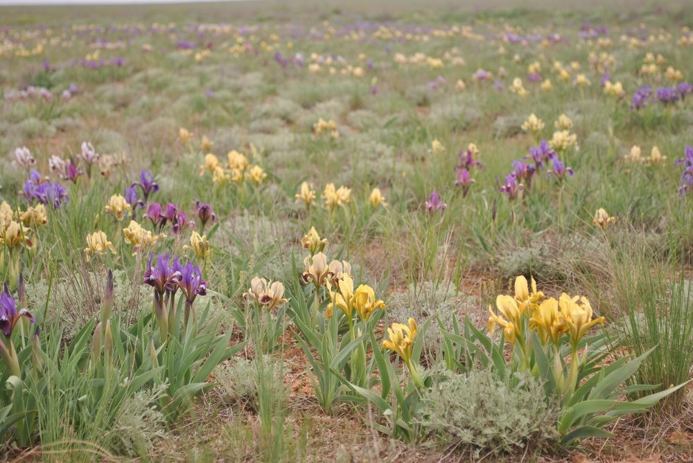 Дикие Ирисы