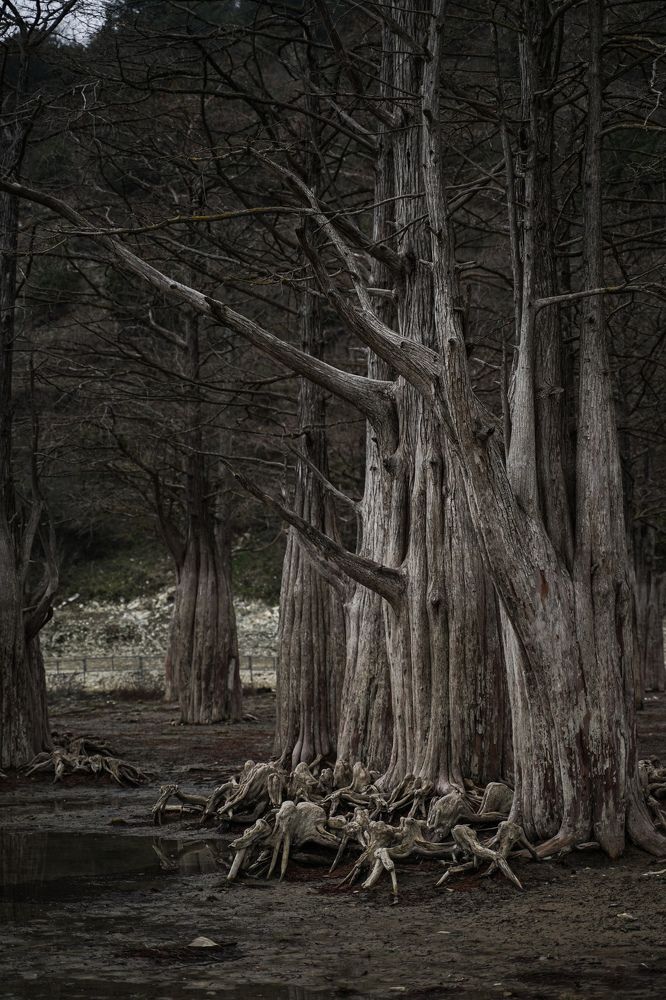 Фотография автора Наталия Гриболева