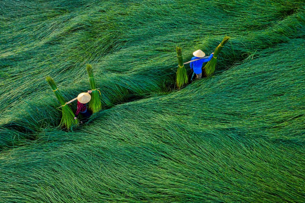 Taking on the pyparus