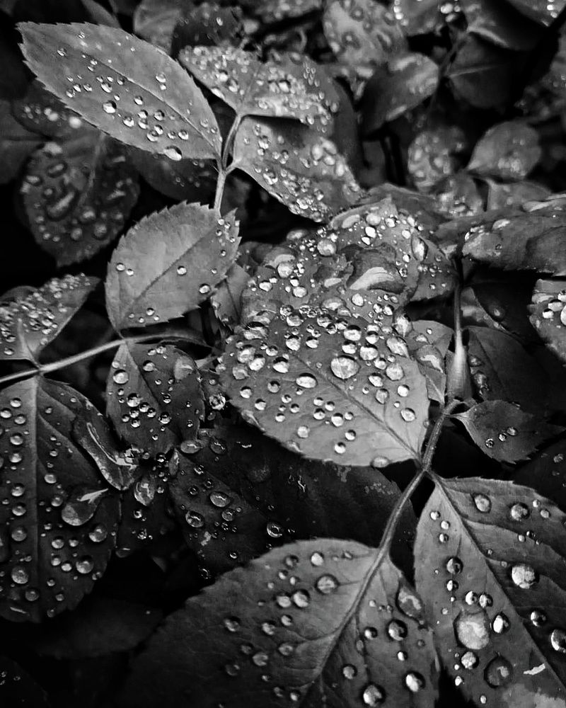 Россыпь бриллиантов