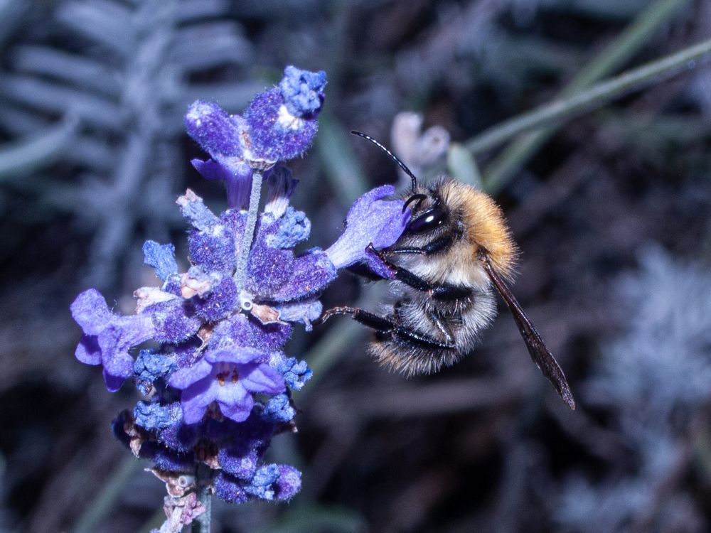 Photograph by Csótai Katalin