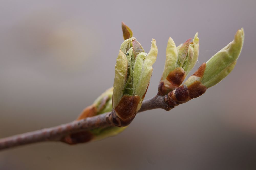 Photograph by Олег Каракин