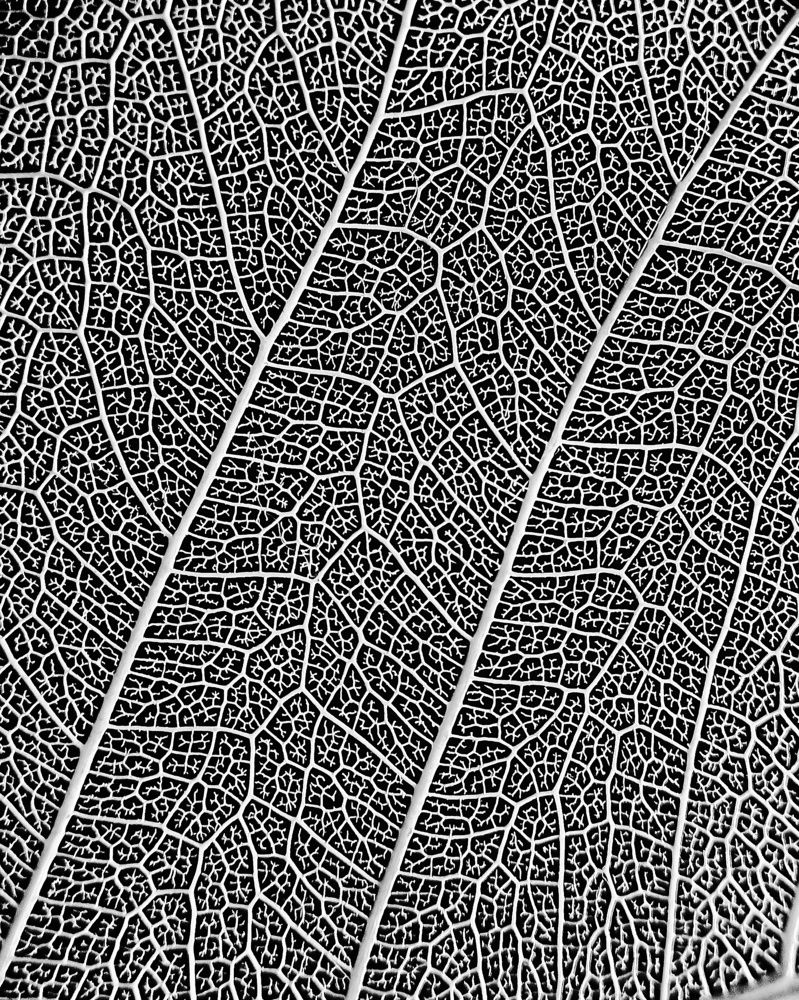 Фотография автора Rohit Maurya