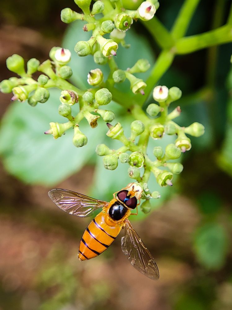 Photograph by Antaryami Das