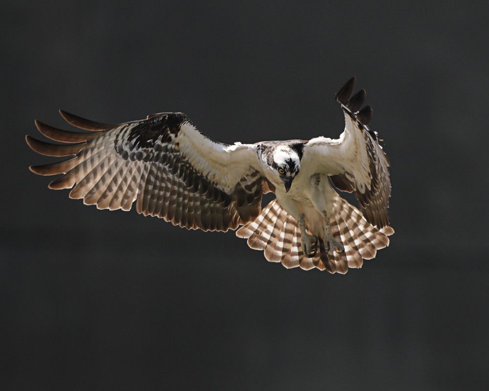 Фотография автора Mark Cavanah