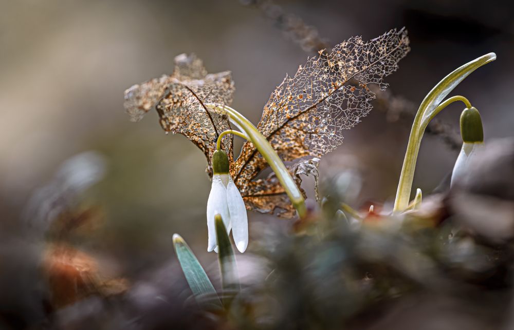 Брызги шампанского