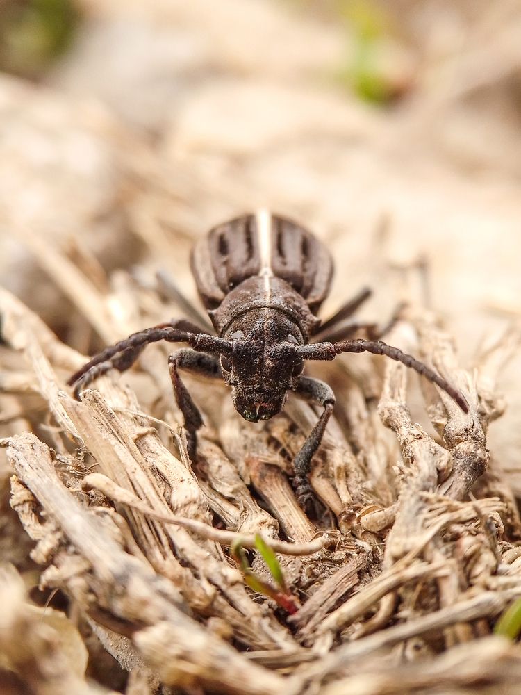 Живая семечка)