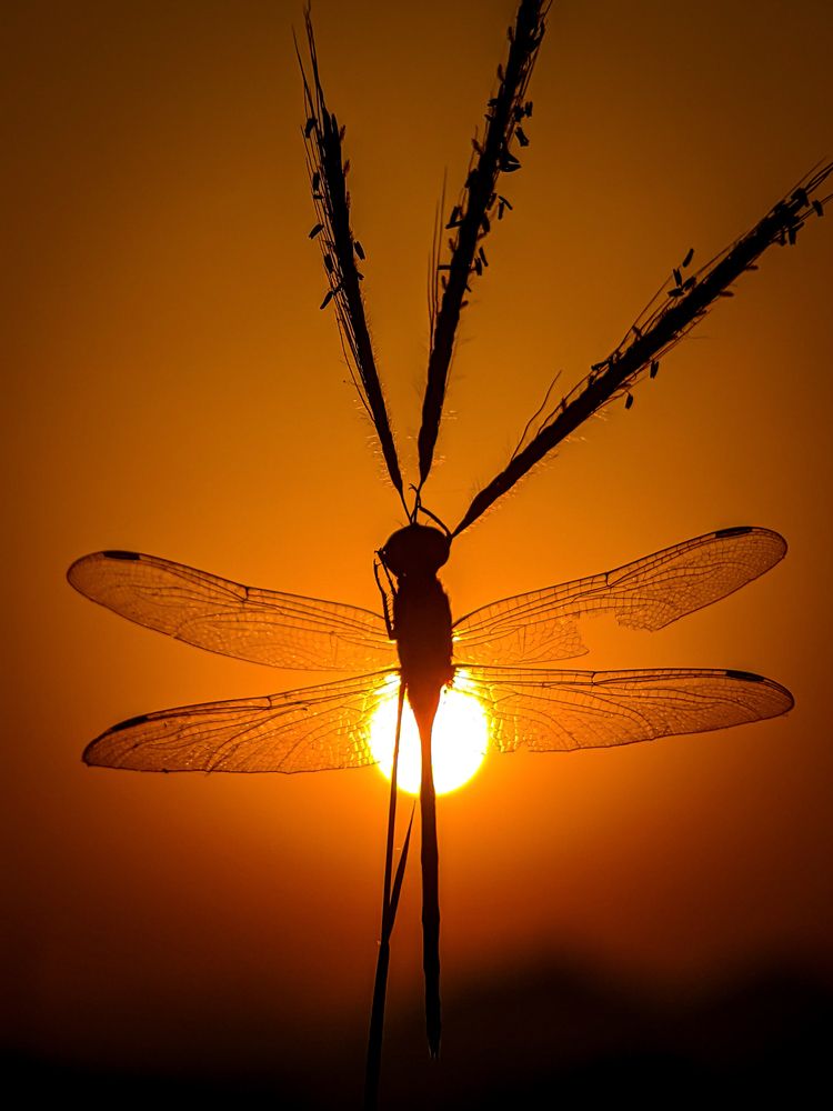 The Dragonfly- golden hours beauty