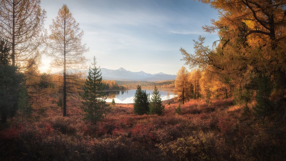 Золото Киделю