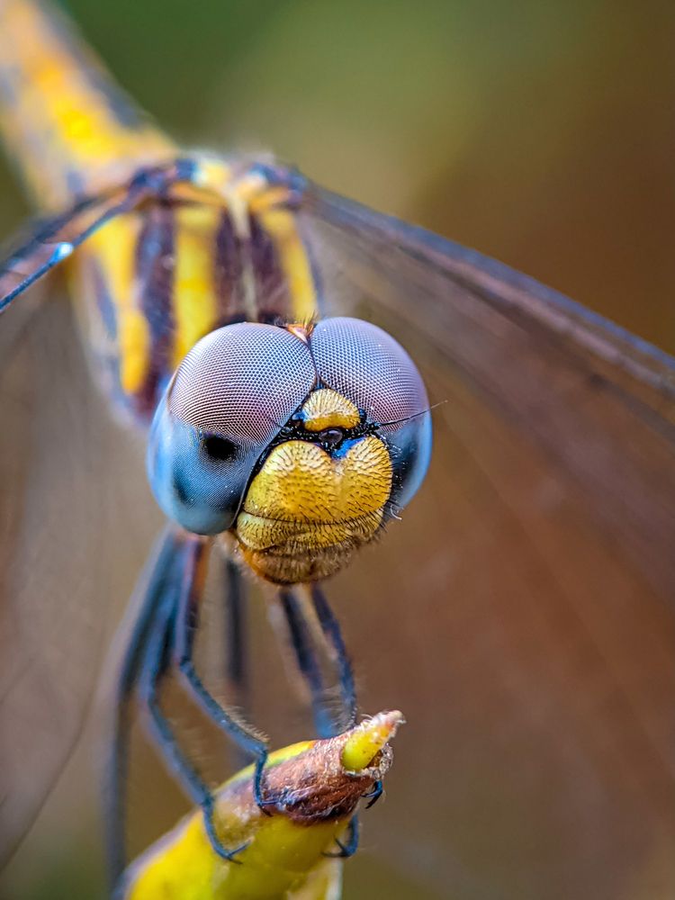 The Dragonfly