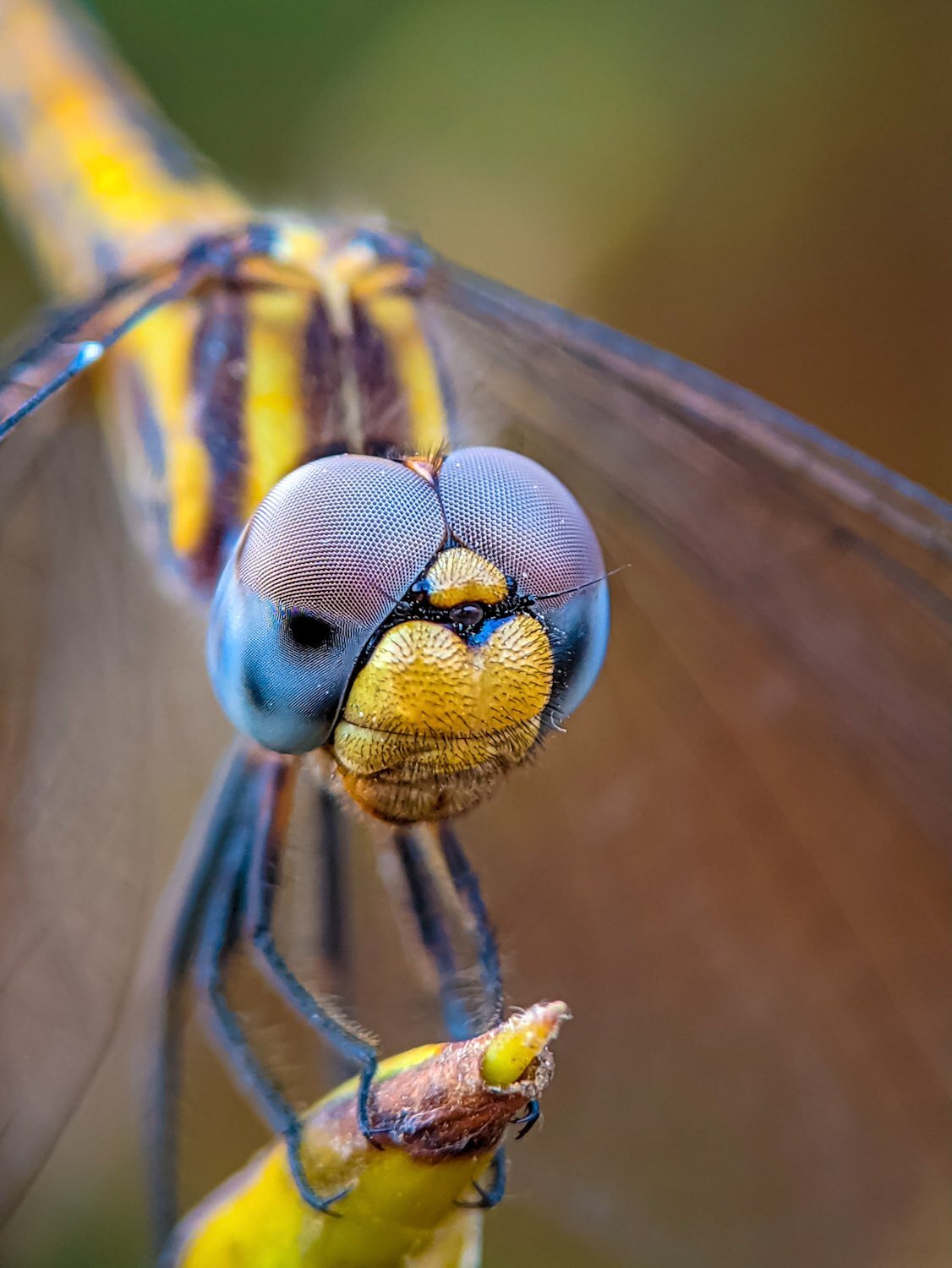 The Dragonfly