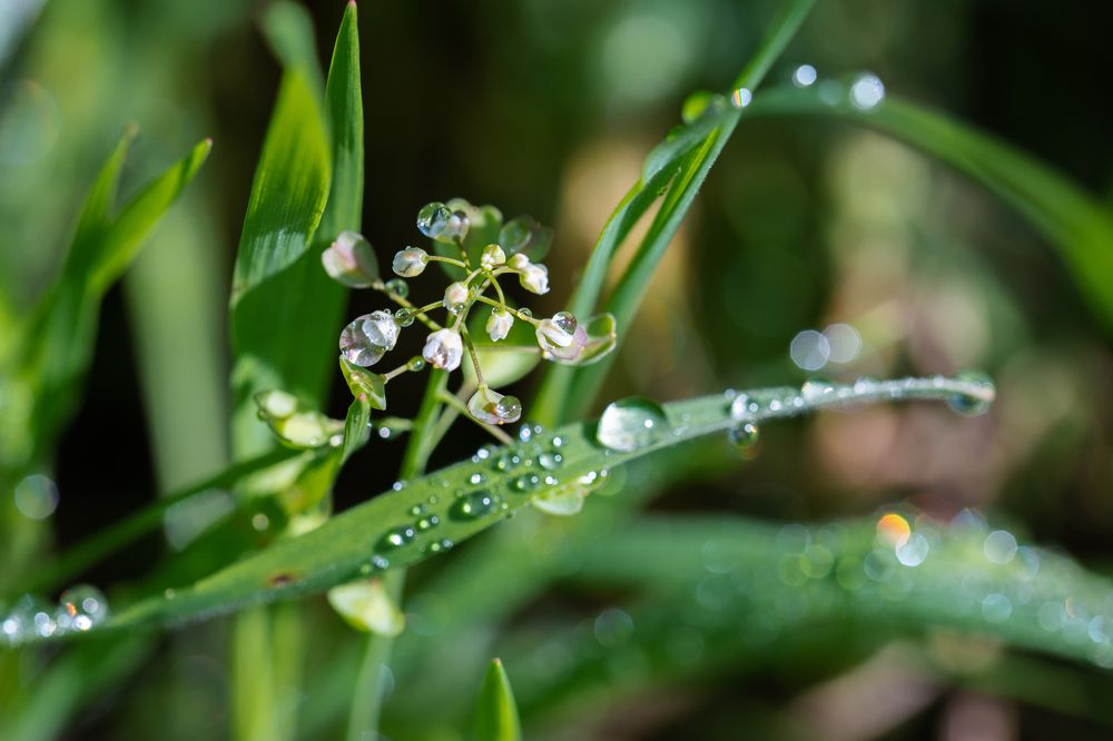 Хрустальные утро