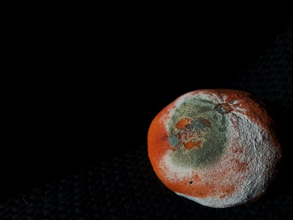 Mold has it's own face