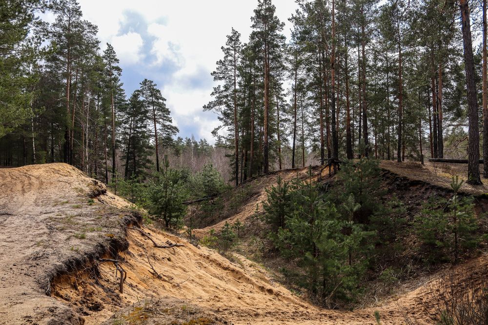 Весна в Брянском лесу