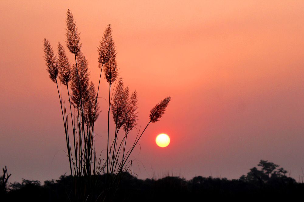 Photograph by Partha Chakraborty