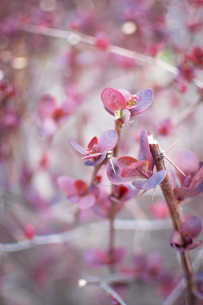 Photograph by Светлана Ветрова