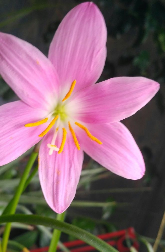 Фотография автора Алла Черноморская